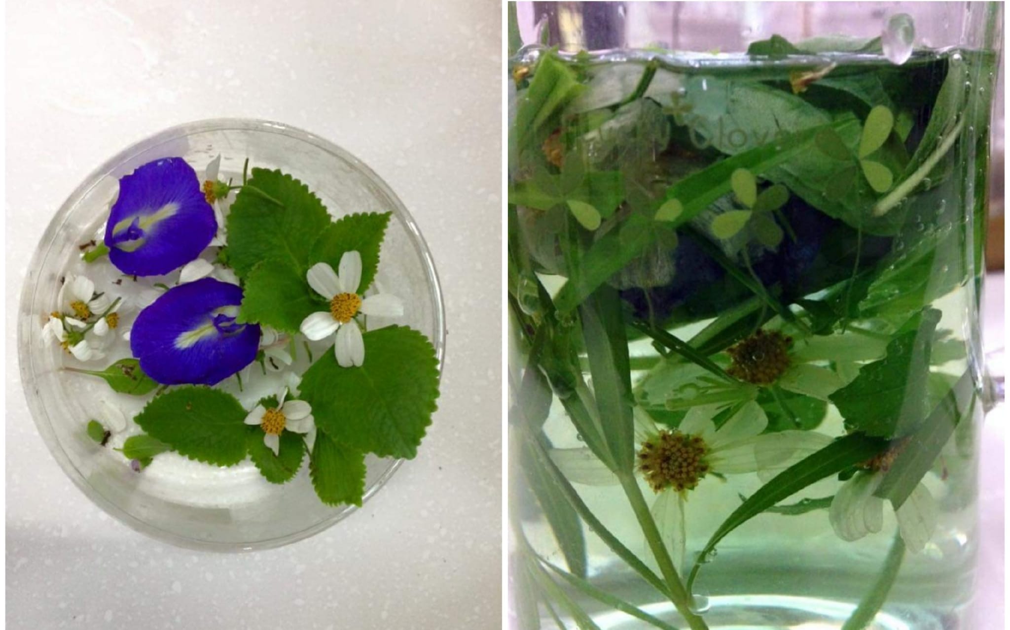 Liow Oi Lian - therapeutic horticulture workshop (3).jpg